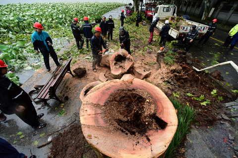 2019年8月10日，浙江杭州，超强台风“利奇马”过后，杭州北山街西湖边的一棵树龄60年左右的梧桐树被狂风刮倒，西湖景区的园林工人赶到现场清理。图/视觉中国