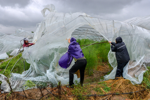 2019年8月10日，浙江省湖州市长兴县和平镇长城村一处芦笋种植基地，农户冒雨清理被台风吹毁的大棚薄膜。图/IC photo