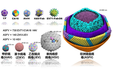 非洲猪瘟病毒与其他病毒的直径大小比较.图/中科院官网