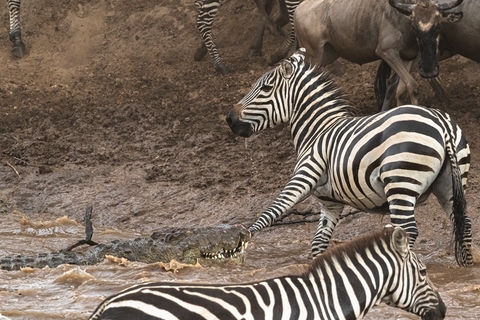肯尼亚250万动物大迁徙 斑马遭鳄鱼突袭