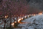 气温骤降 法国果农点燃蜡烛为树木保暖
