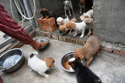 “宠物盲盒”百余只动物住进救助中心接受照料