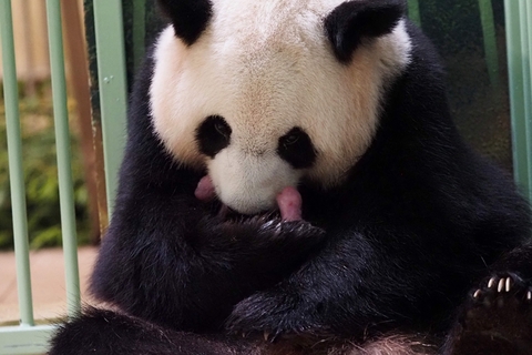 当地时间2021年8月1日，法国中部圣艾尼昂市，中国旅法大熊猫“欢欢”在博瓦勒野生动物园成功诞下双胞胎，熊猫幼崽健康状况良好。图/视觉中国