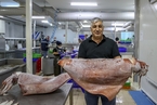 爱琴海现16公斤巨型乌贼 科学家称因海水温度升高
